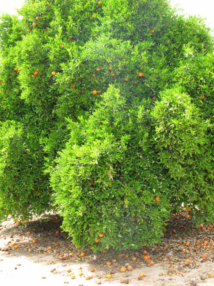            Habit (Riverside, CA)   